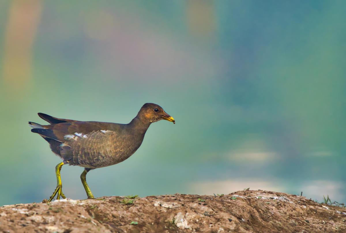 Image of Bird, Vertebrate, Beak, Rallidae, Wildlife etc.