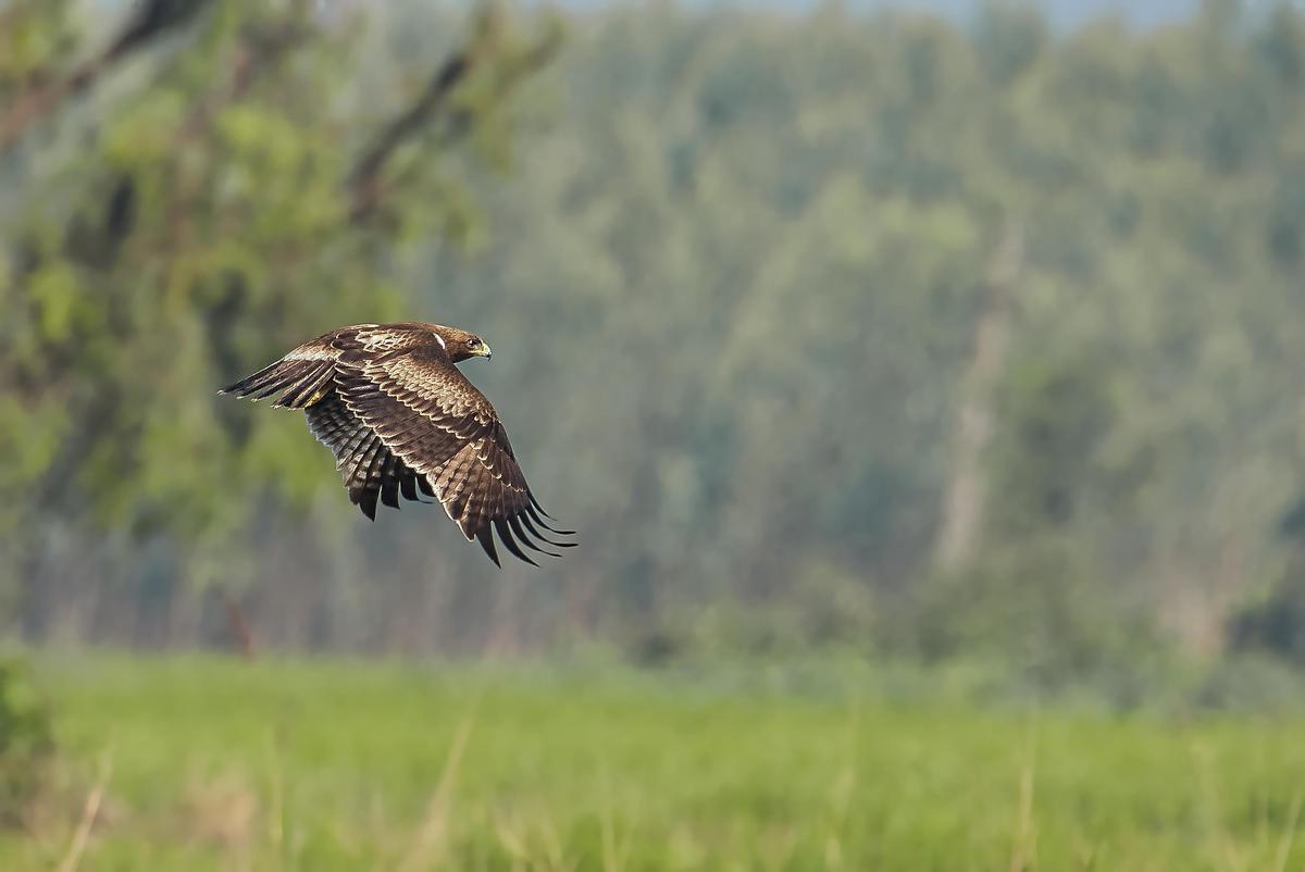 Image of Bird, Bird of prey, Beak, Wildlife, Golden eagle, Accipitriformes etc.