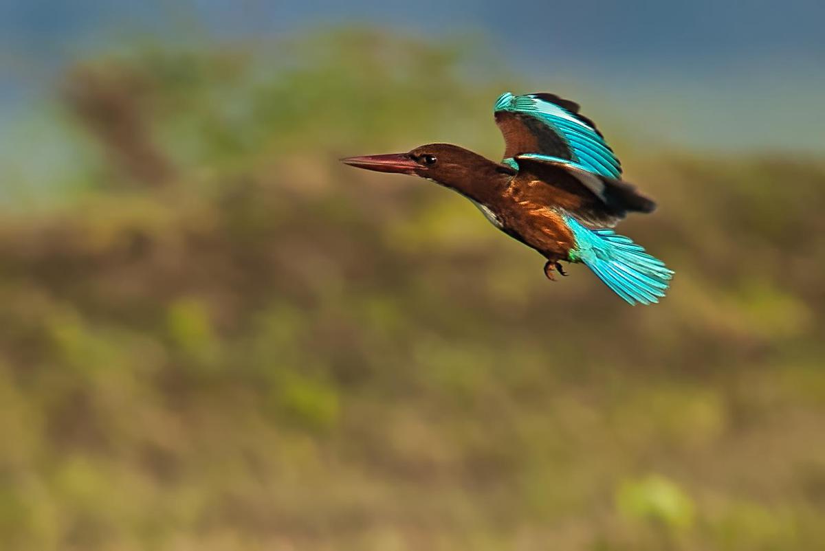 Image of Bird, Beak, Wildlife, Roller, Coraciiformes etc.