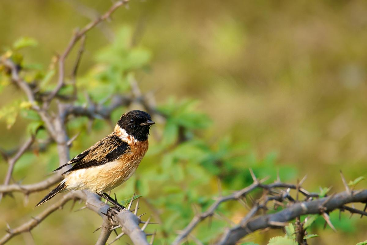 Image of Bird, Vertebrate, Beak, Emberizidae, Wildlife, Brambling etc.