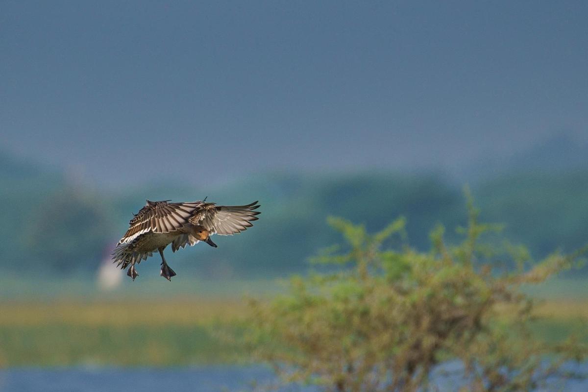 Image of Bird, Beak, Wildlife, Osprey, Sky, Bird of prey etc.