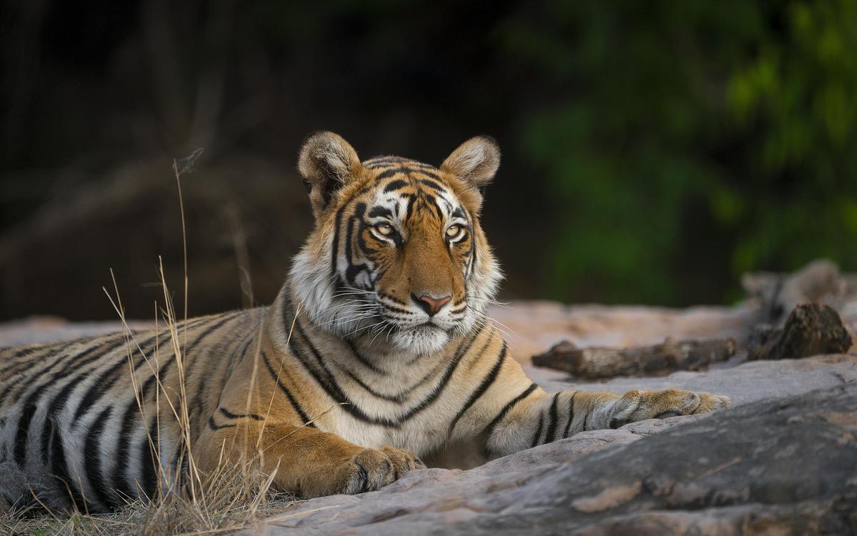 Image of Tiger, Wildlife, Mammal, Vertebrate, Bengal tiger, Terrestrial animal etc.