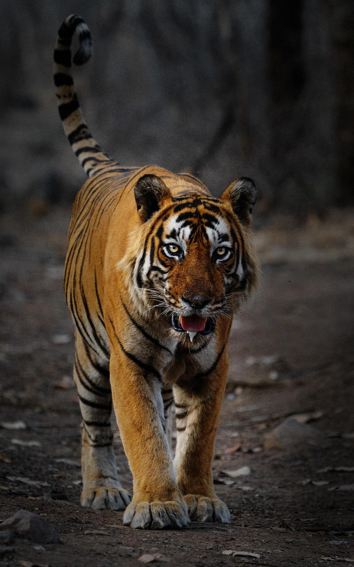 Image of Tiger, Mammal, Wildlife, Vertebrate, Terrestrial animal, Bengal tiger etc.