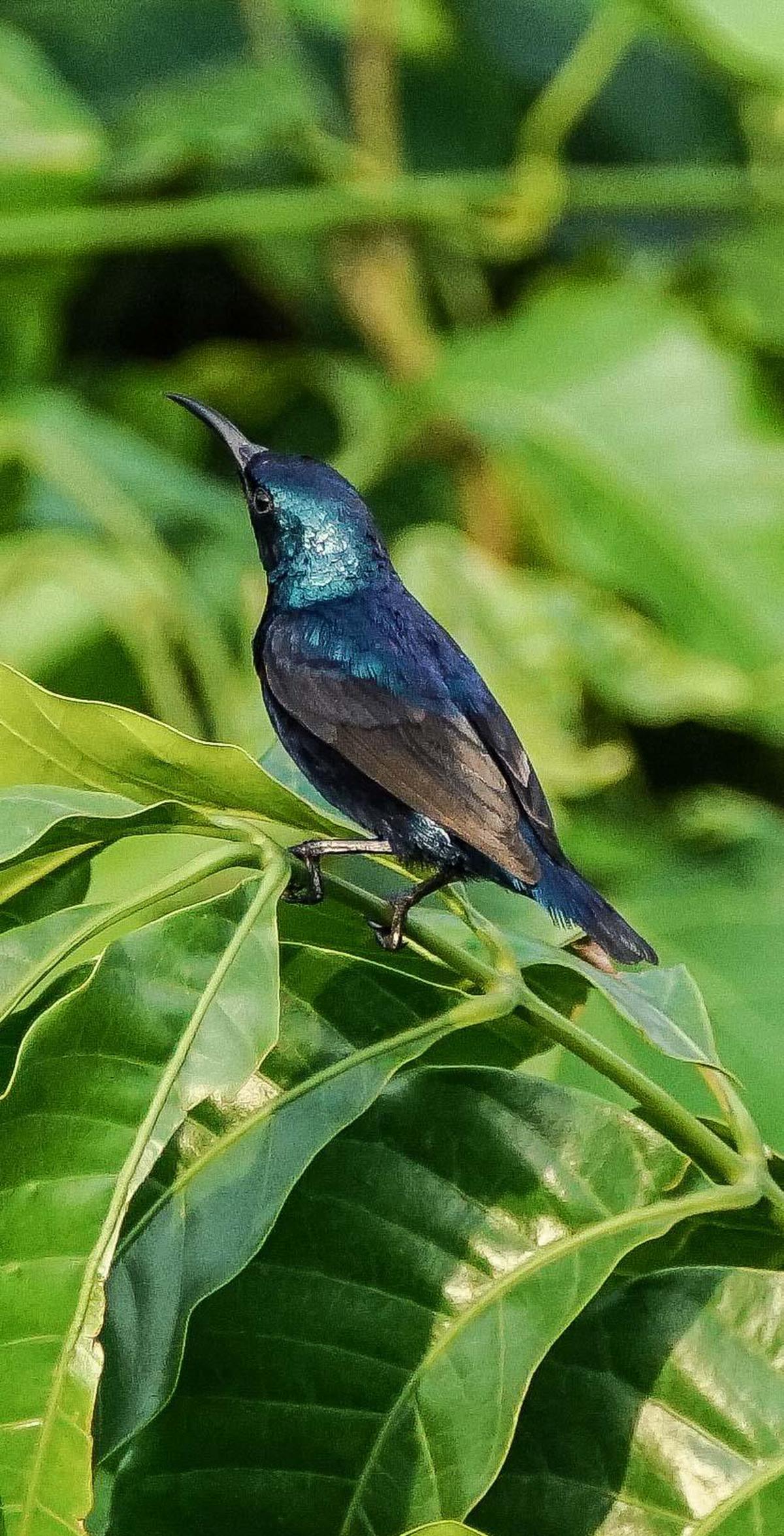 Image of Bird, Beak etc.