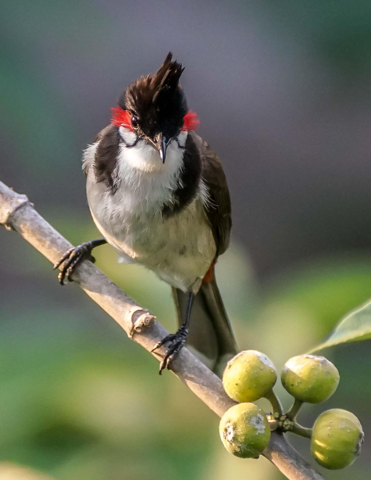 Image of Bird, Vertebrate, Beak etc.