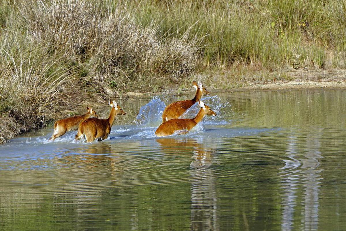 Image of Wildlife, Canidae etc.