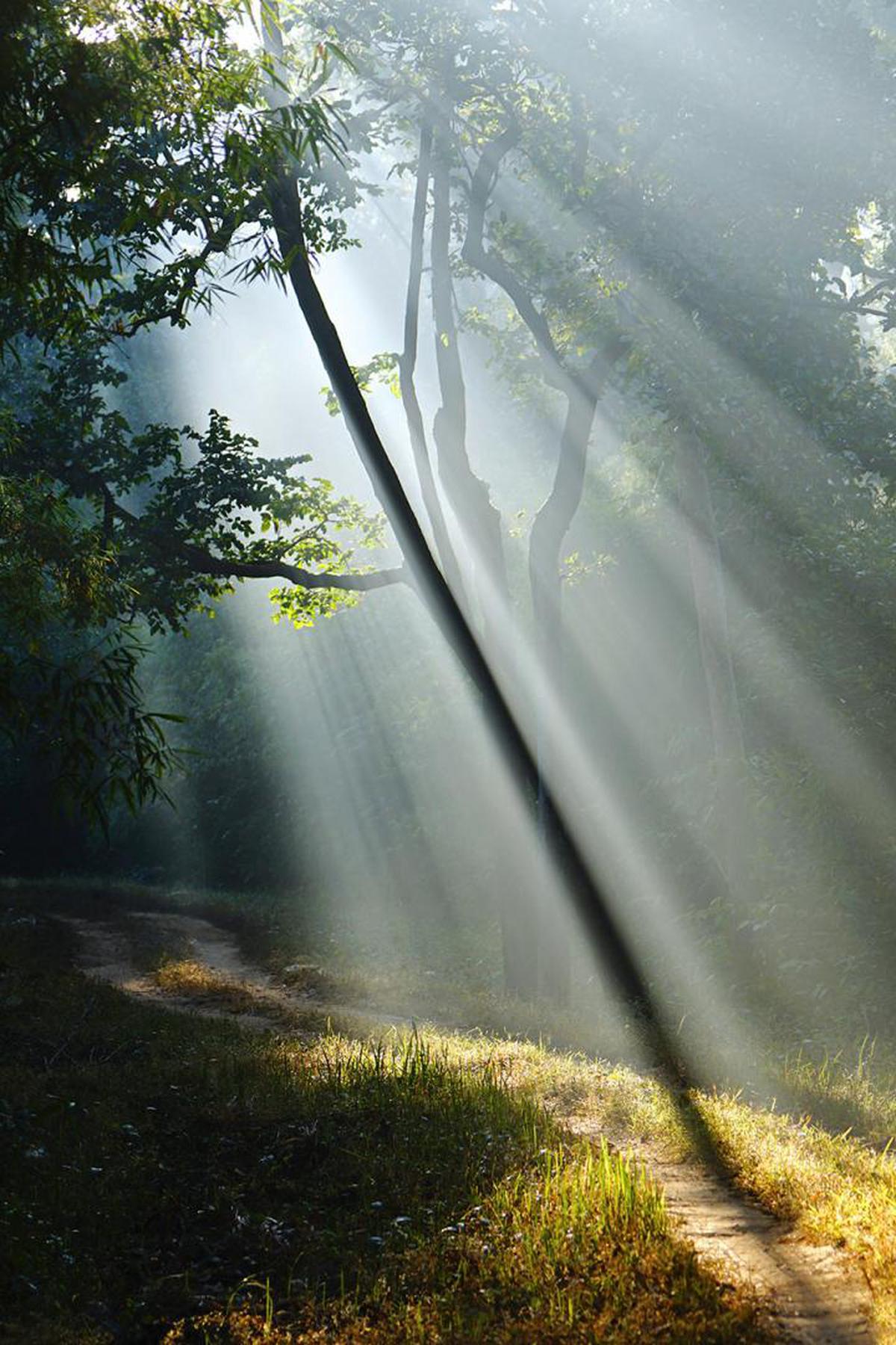 Image of Nature, Sunlight, Atmospheric phenomenon, Tree, Light, Natural environment etc.