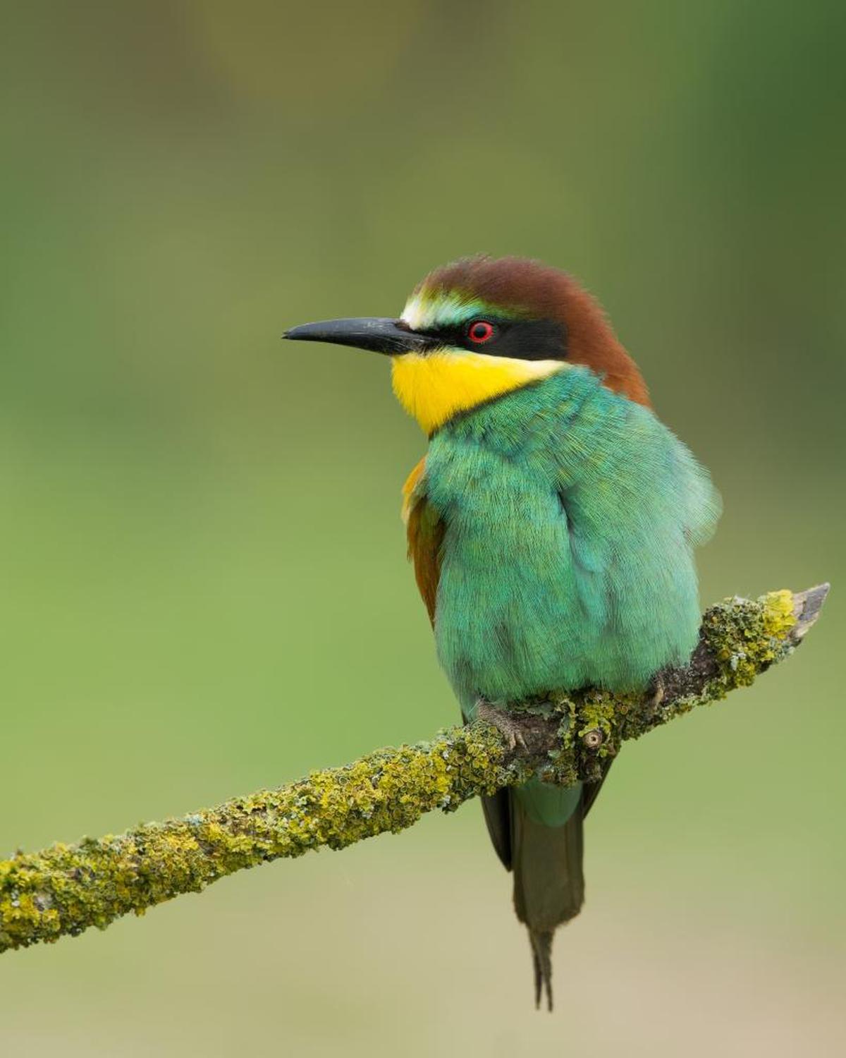 Image of Bird, Vertebrate, Beak, bee eater, Coraciiformes etc.