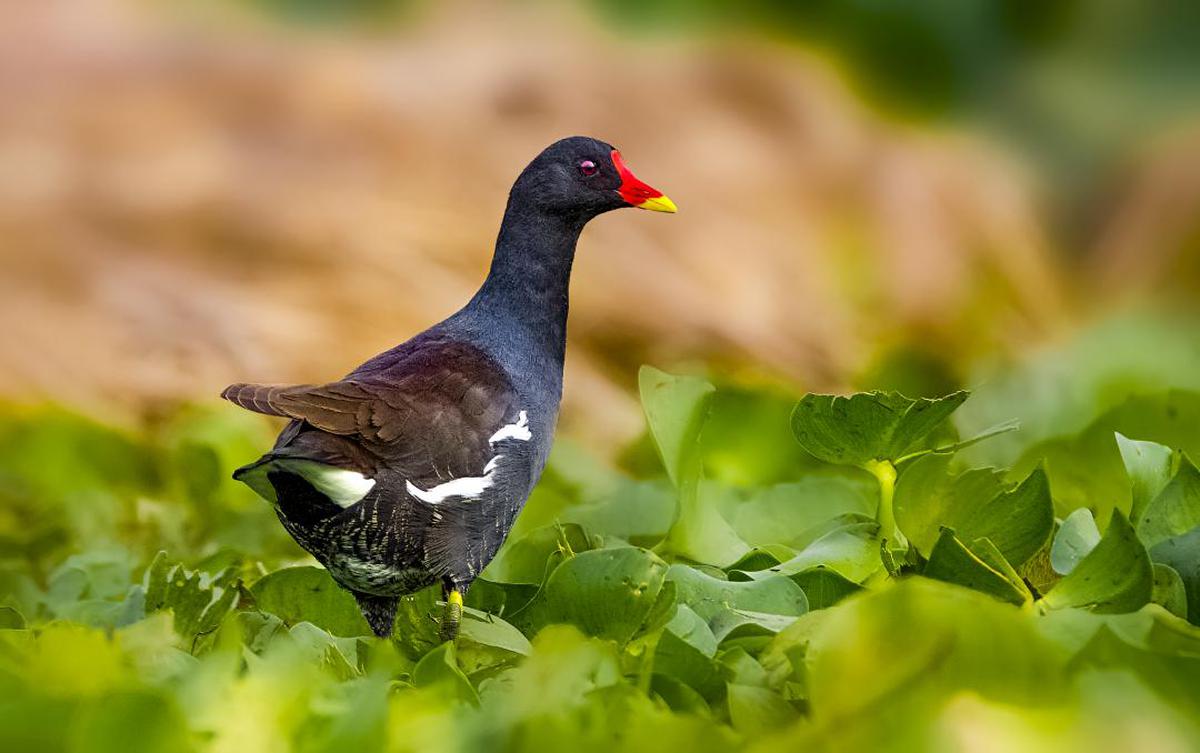 Image of Bird, Vertebrate, Beak, Common Gallinule, Rallidae, european gallinule etc.