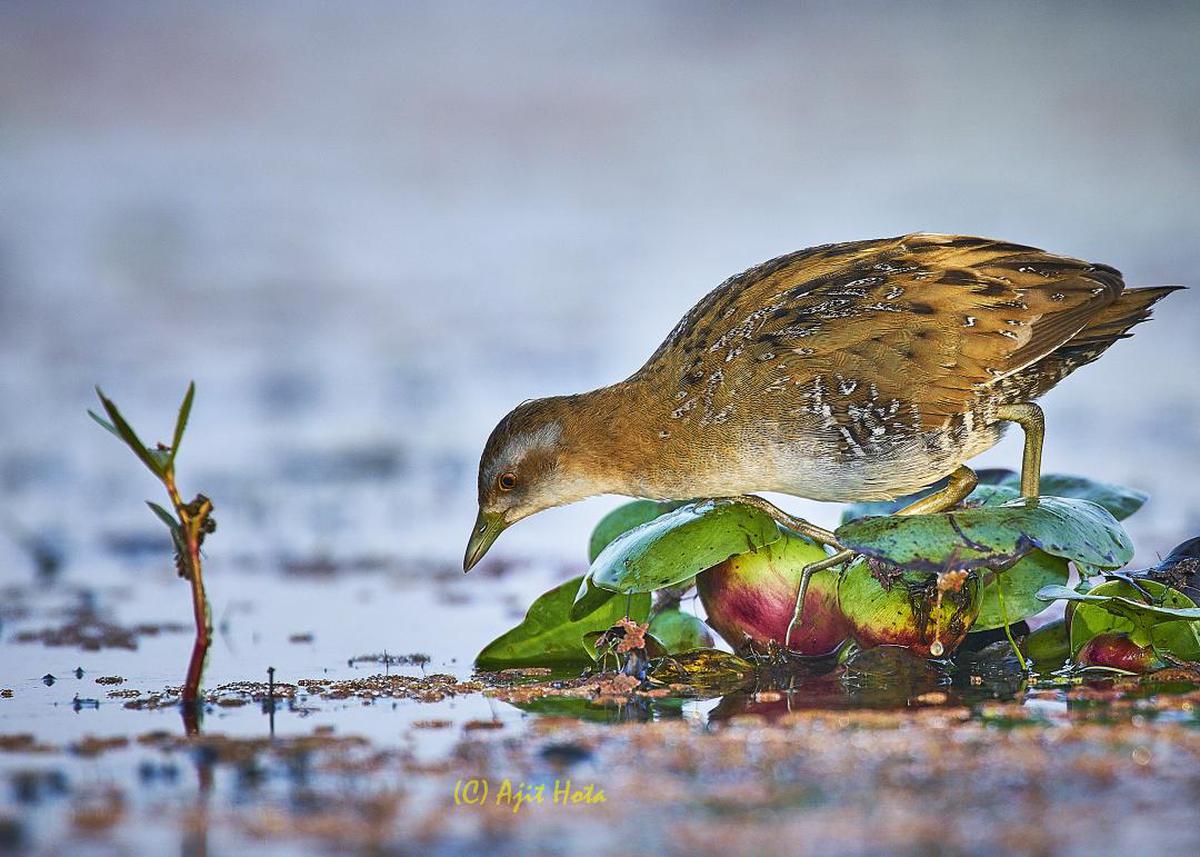 Image of Bird, Beak, Wildlife etc.
