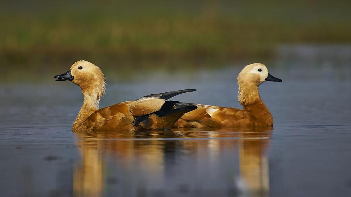 Image of Bird, Duck, Vertebrate, Beak, Water bird, Ducks, geese and swans etc.
