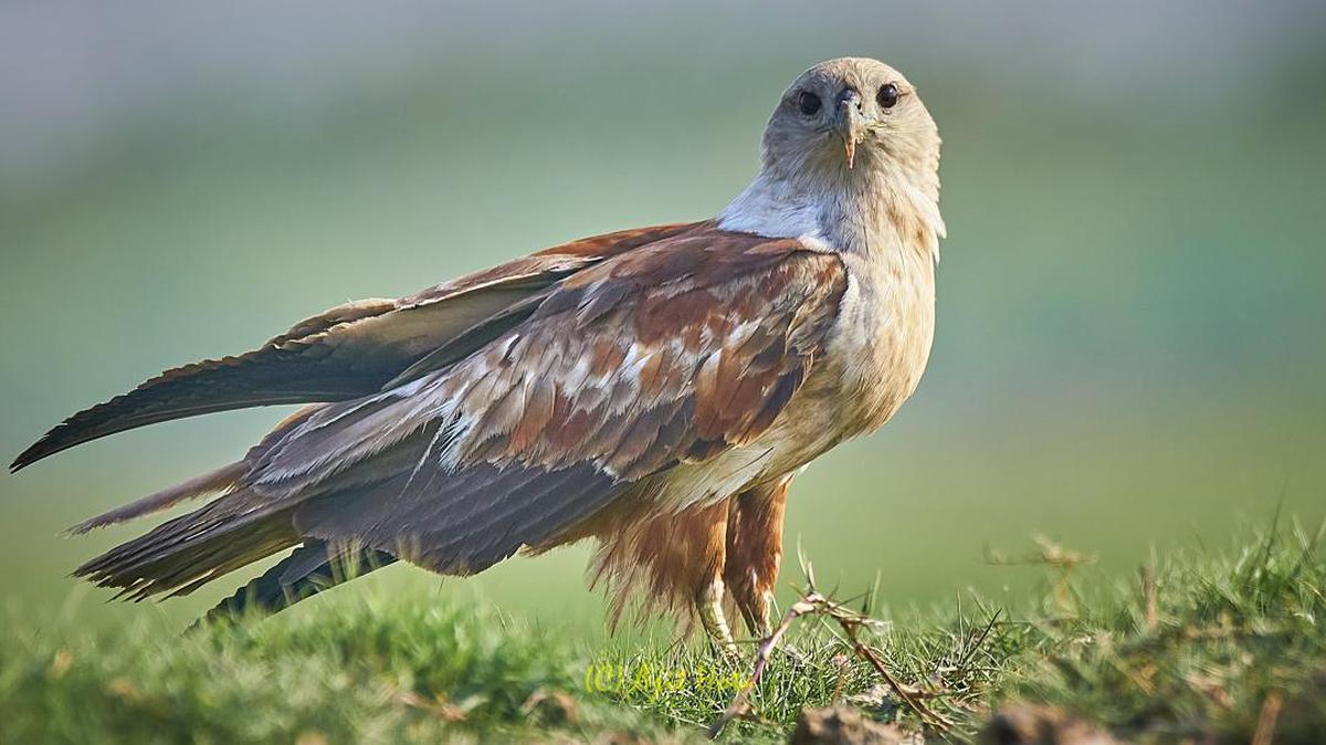 Image of Bird, Vertebrate, Hawk, Bird of prey, Accipitridae, Beak etc.