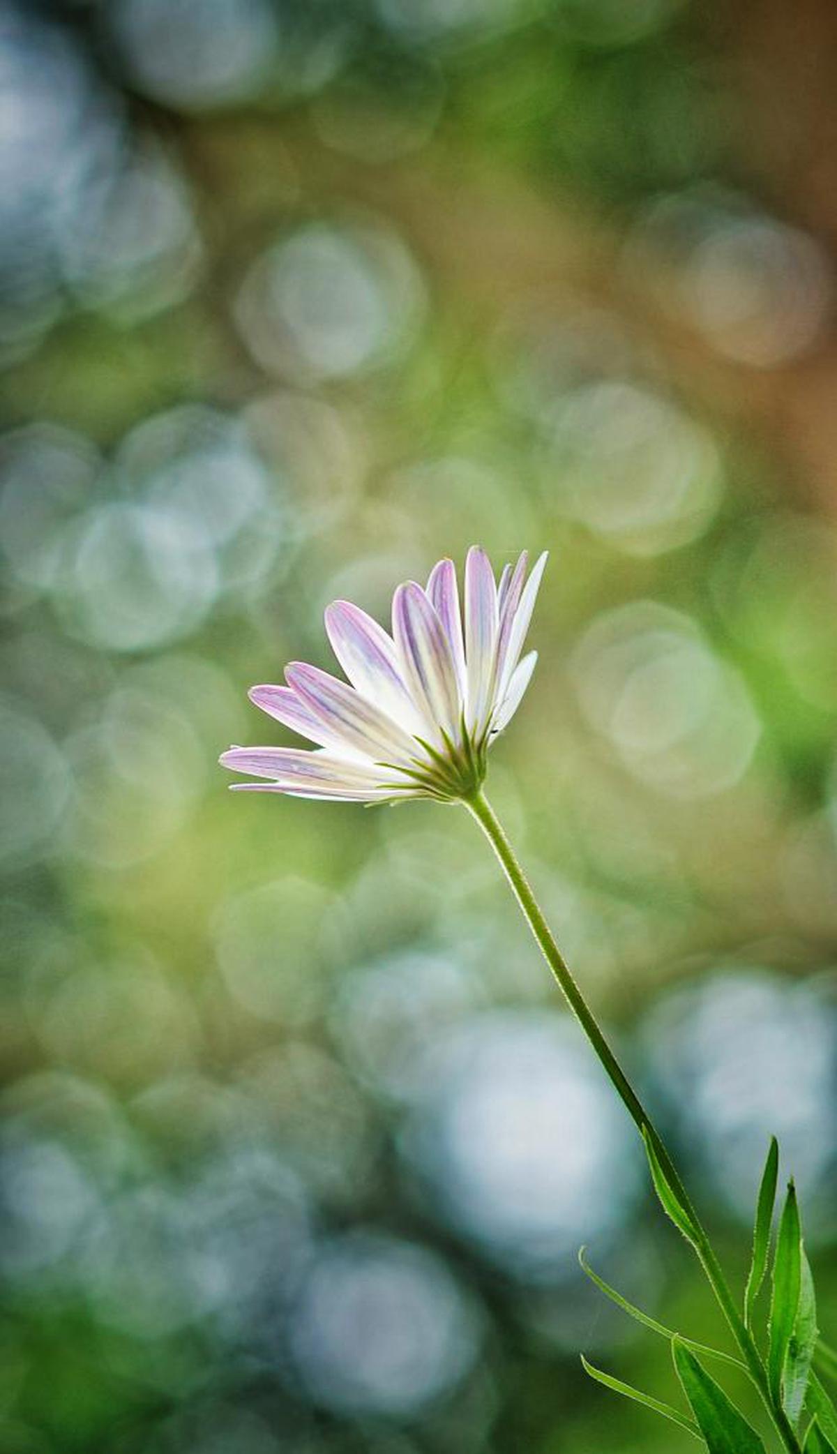 Image of Flower, Flowering plant, Green, Plant, Petal, Close-up etc.
