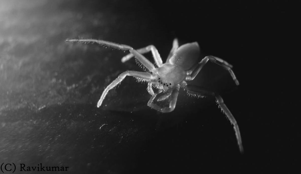 Image of Black, Spider, Monochrome photography, Black-and-white, Insect, Araneus cavaticus etc.