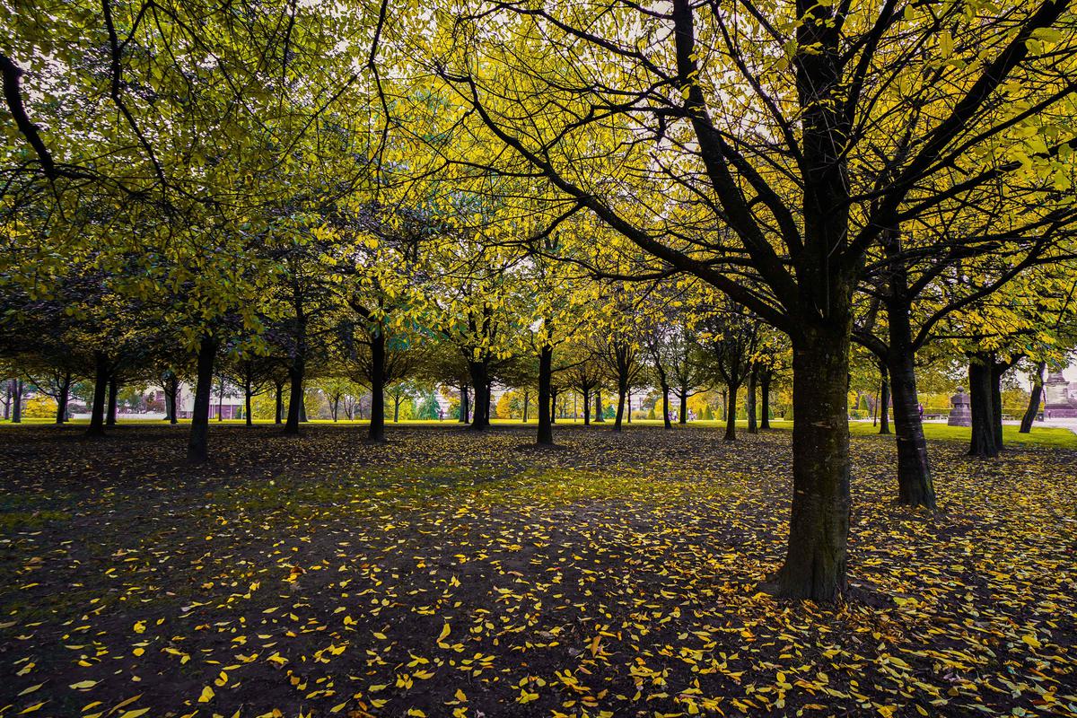 Image of Tree, People in nature, Nature, Leaf, Yellow, Natural landscape etc.