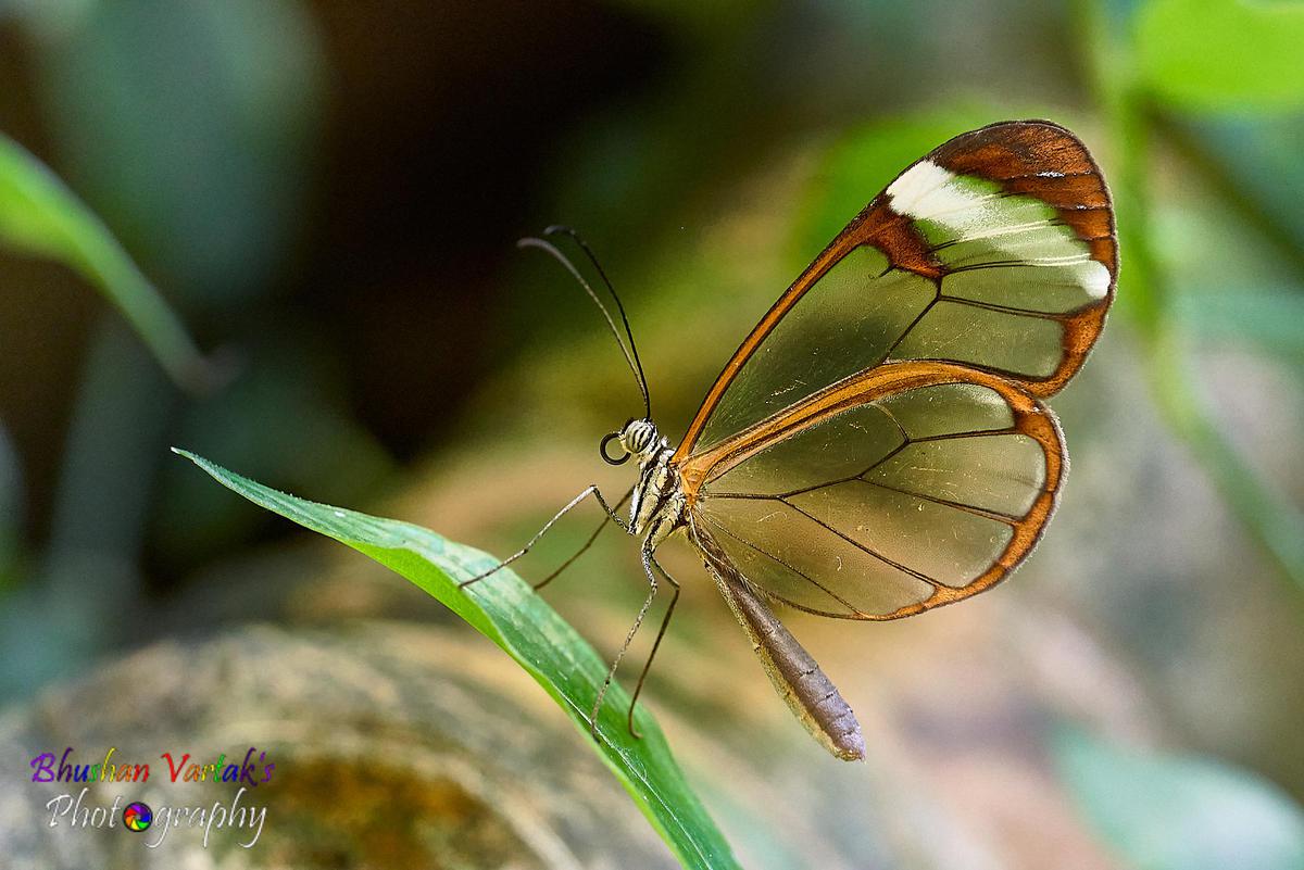 Image of Butterfly, Insect, Moths and butterflies, Invertebrate, Macro photography, Pollinator etc.