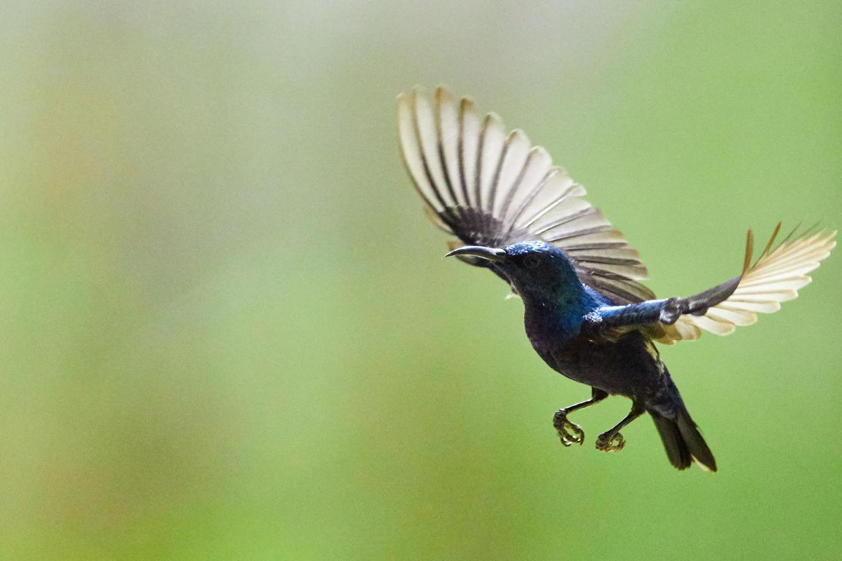 Image of Bird, Beak, Wing, Feather etc.