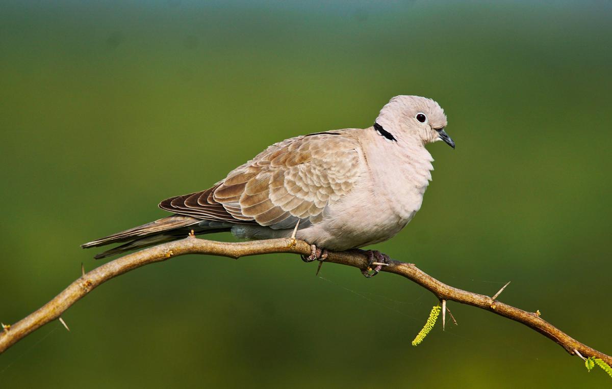 Image of Bird, Vertebrate, Beak, Wildlife, American Mourning Dove, Pigeons and doves etc.