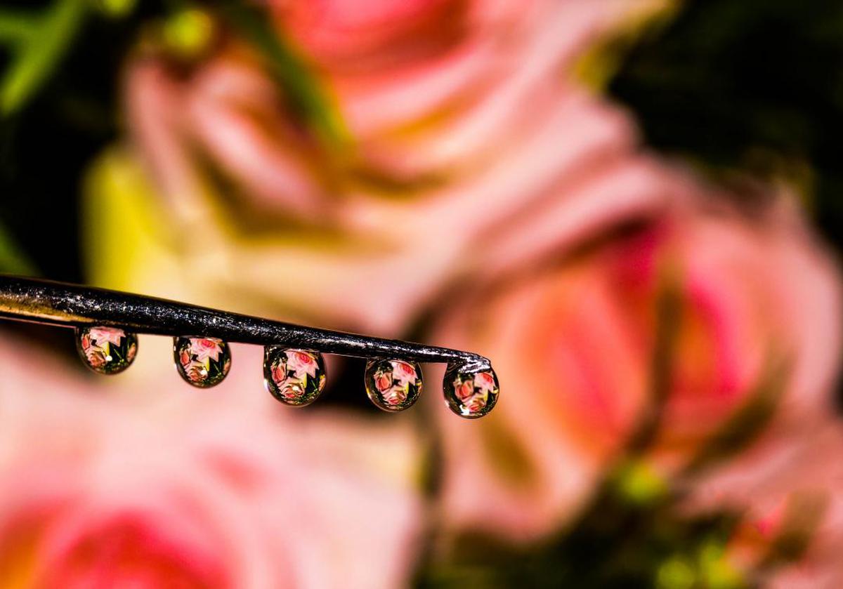 Image of Pink, Green, Red, Leaf, Macro photography, Close-up etc.