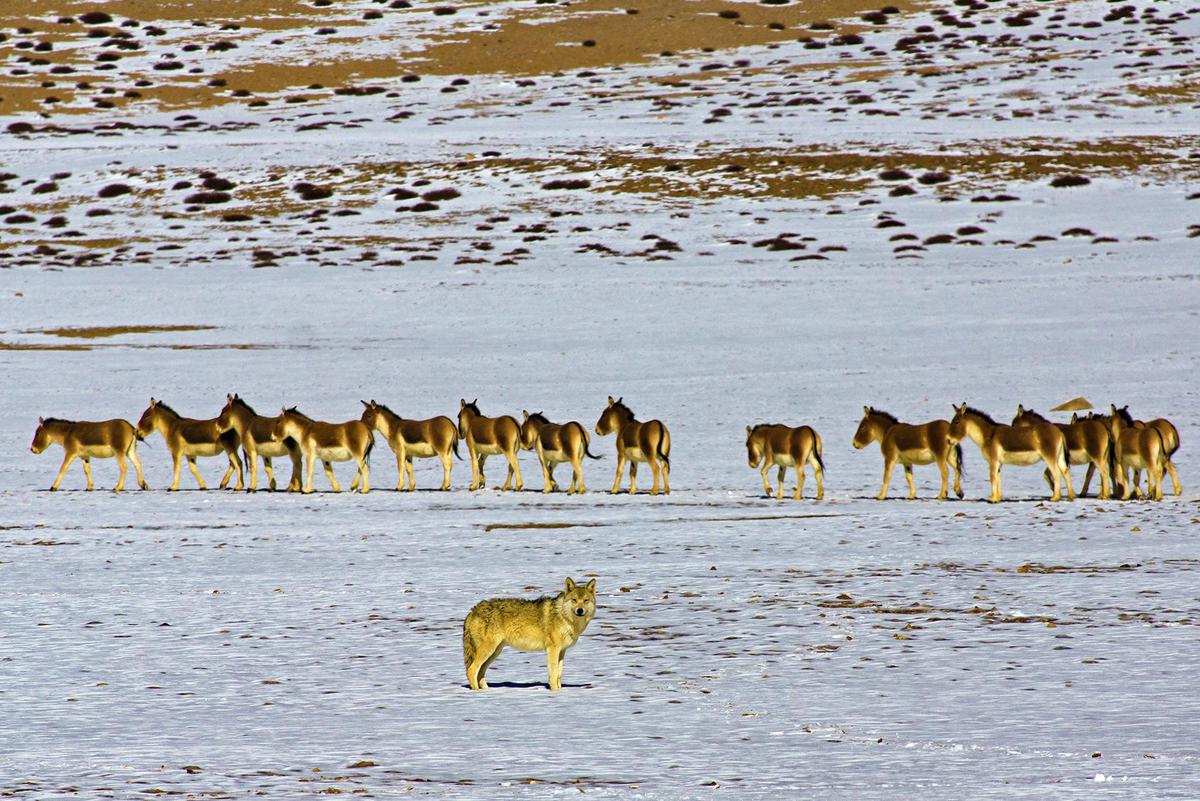 Image of Wildlife, Herd etc.