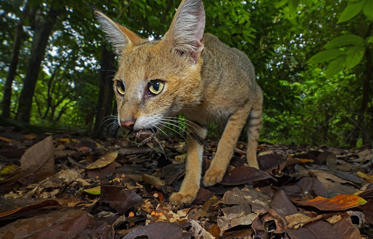 Image of Vertebrate, Mammal, Wildlife, Whiskers, Felidae, Cat etc.