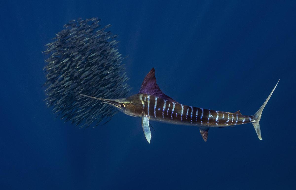 Image of Fish, Marlin etc.
