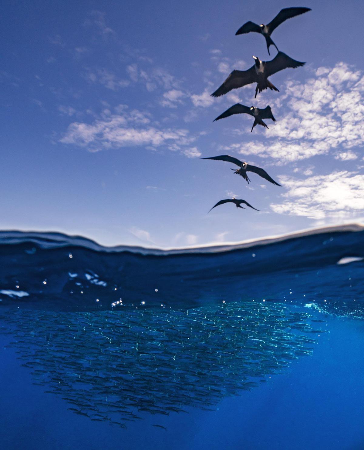 Image of Blue, Sky, Water, Ocean, Sea, Reflection etc.