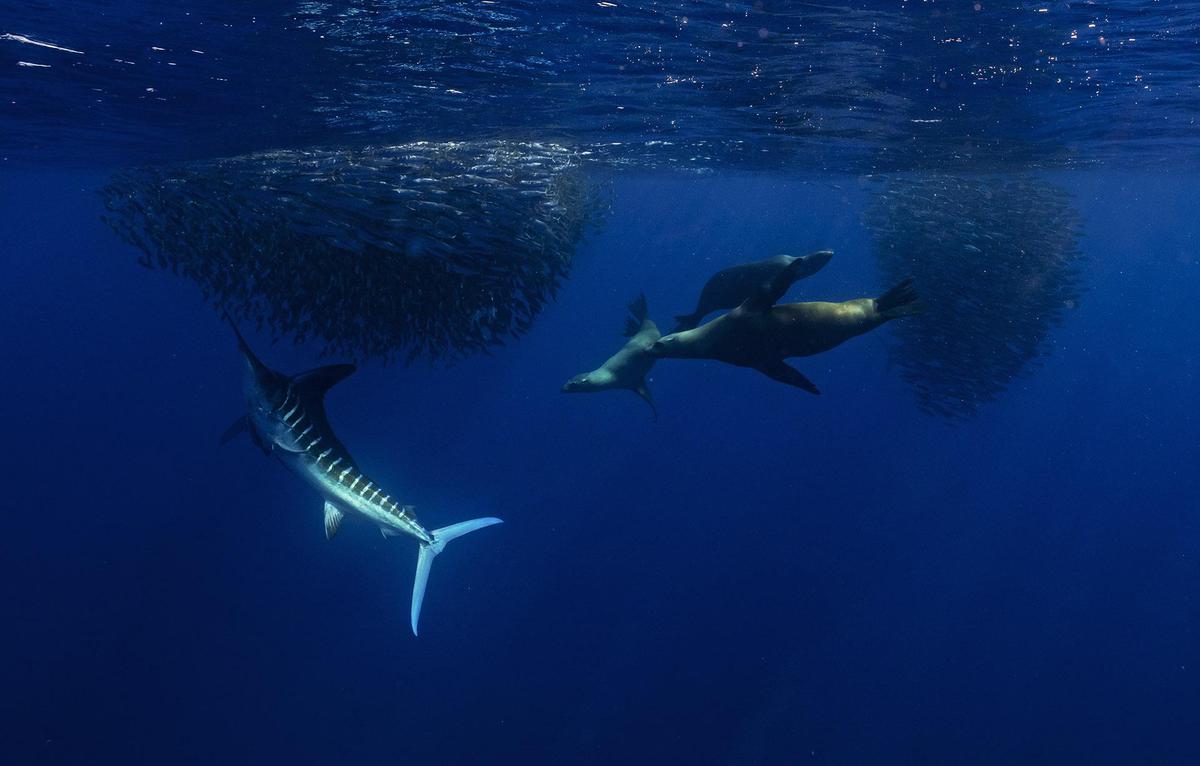 Image of Whale shark, Water, Marine biology, Underwater, Marine mammal, Cetacea etc.
