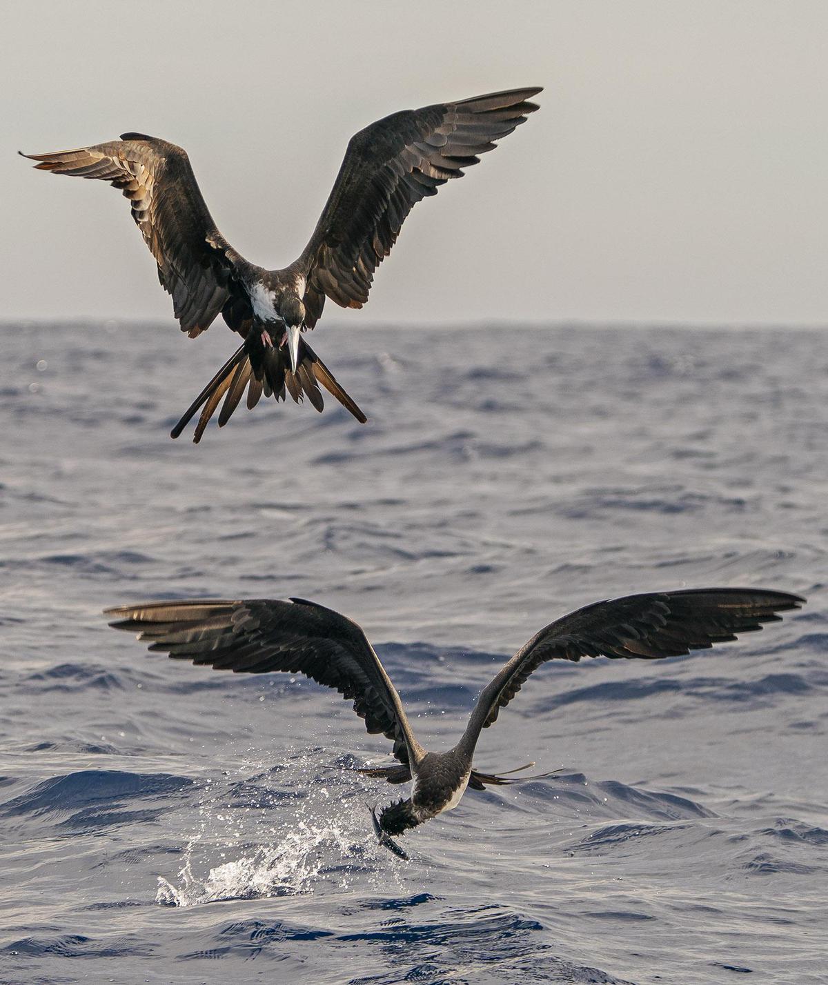 Image of Bird, Beak, Seabird, Wing, Water etc.