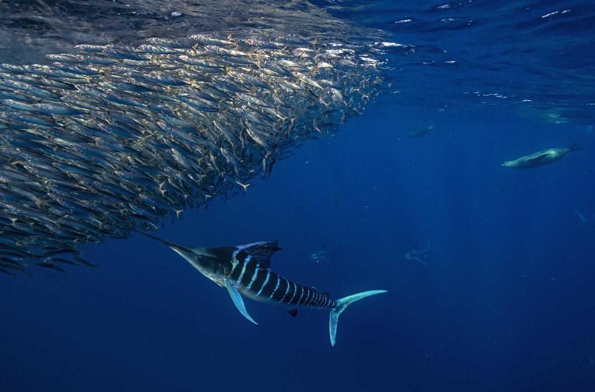 Image of Whale shark, Fish, Water, Shark, Underwater, Marine biology etc.