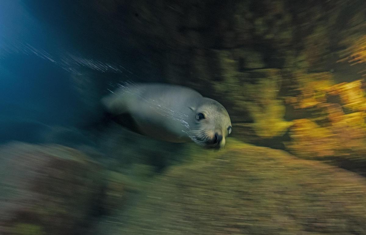 Image of Marine mammal, Organism etc.