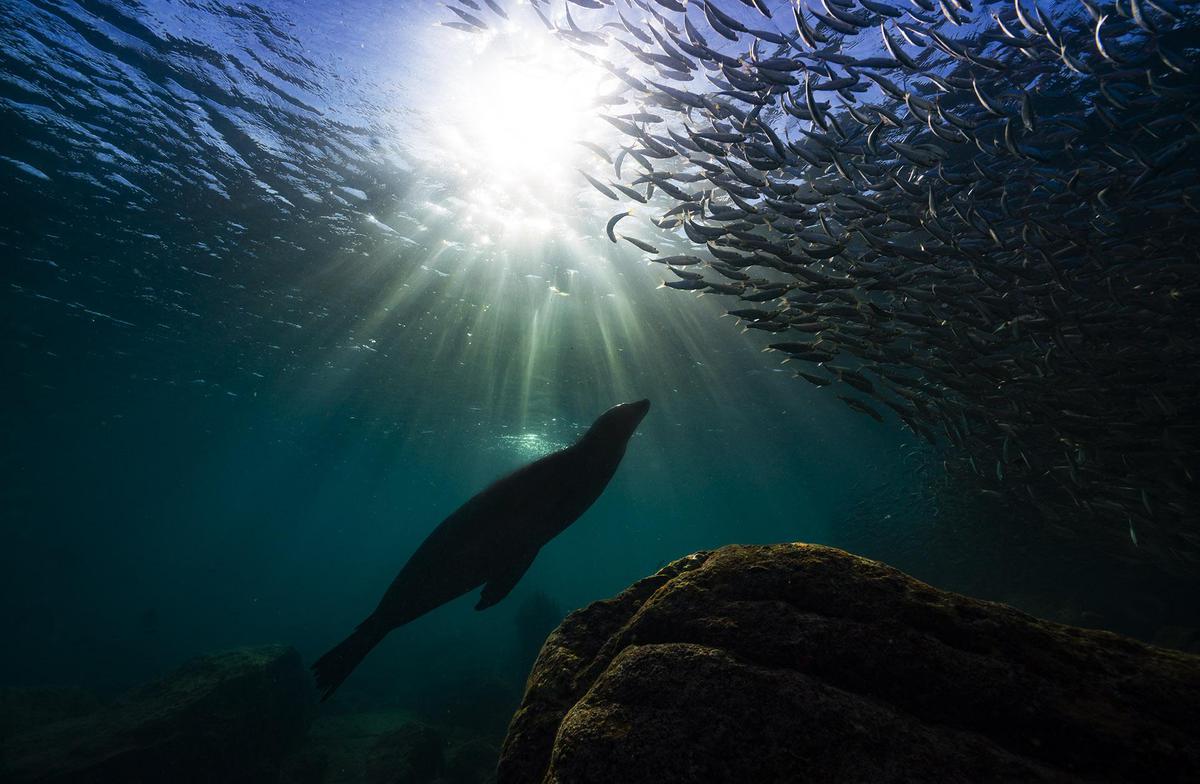 Image of Underwater, Water, Blue, Marine biology, Marine mammal, Organism etc.