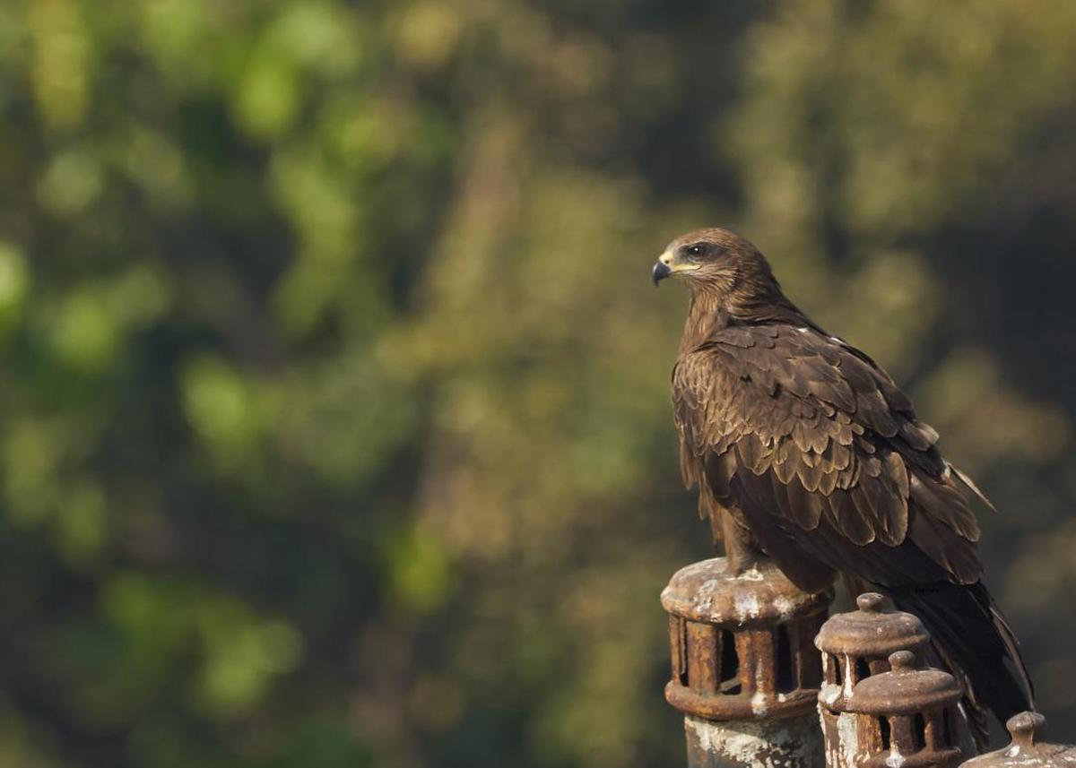 Image of Bird, Vertebrate, Bird of prey, Beak, Accipitriformes, Buzzard etc.