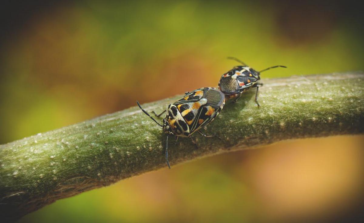 Image of Insect, Macro photography, Invertebrate, Pest, Close-up etc.