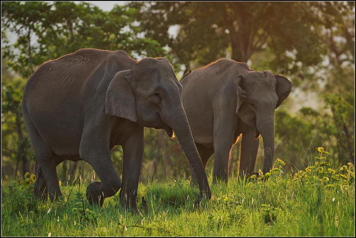 The Corbett Diaries The Corbett Diaries