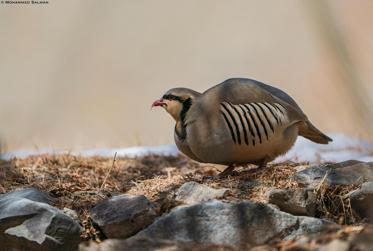 Image of Bird, Vertebrate, Partridge, Beak, Galliformes, Wildlife etc.