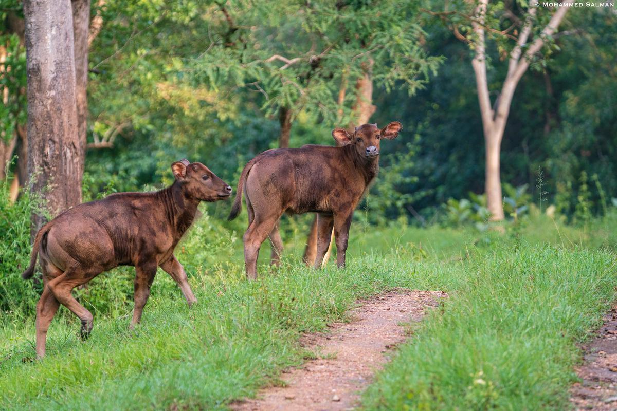 Image of Vertebrate, Wildlife, Mammal, Terrestrial animal, Deer etc.