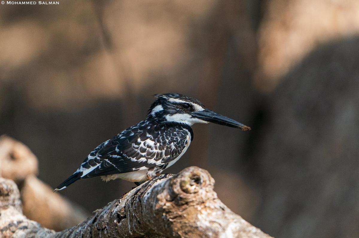 Image of Bird, Beak, Wildlife etc.