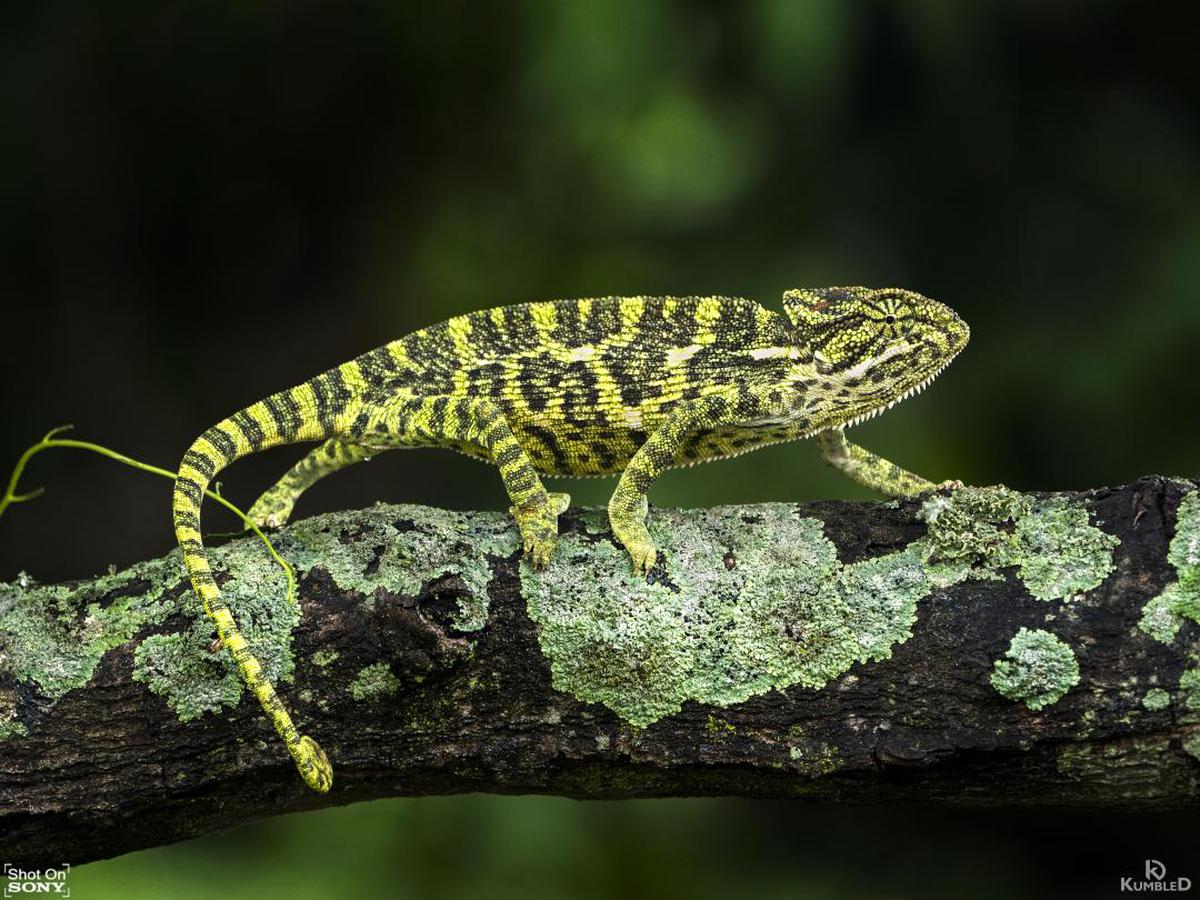 Image of Reptile, Chameleon, Lizard, Common chameleon, Scaled reptile, Terrestrial animal etc.