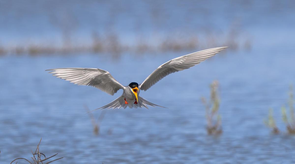 Image of Bird, Common tern, Tern, Beak, Wing etc.