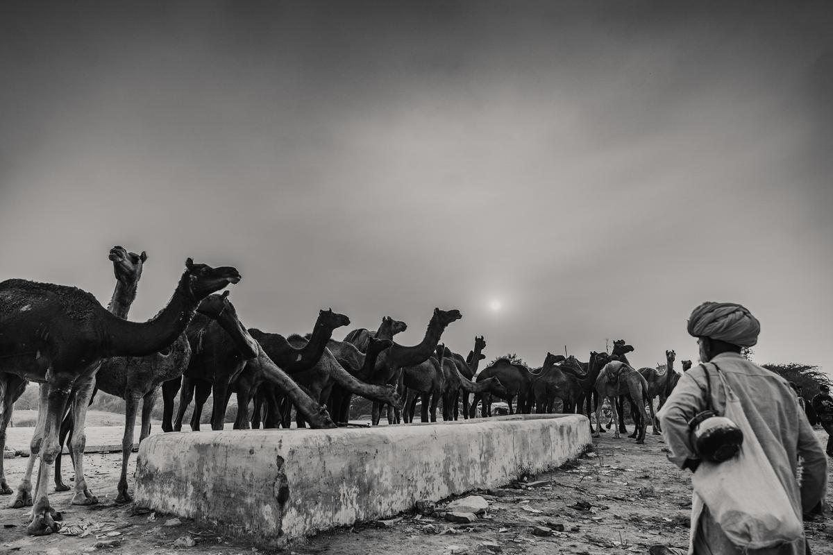 Image of Camel, Camelid, Arabian camel, Black, Monochrome, Black-and-white etc.