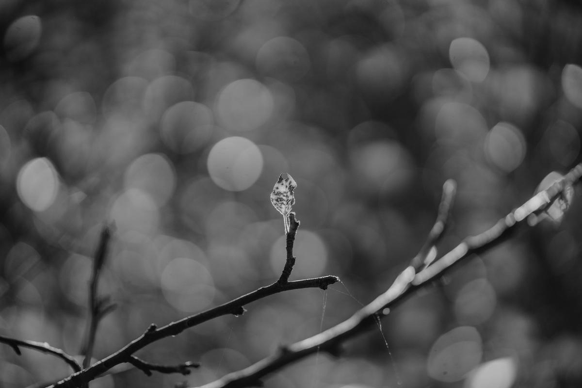 Image of Branch, Monochrome photography, Black-and-white, Black, Monochrome, Nature etc.