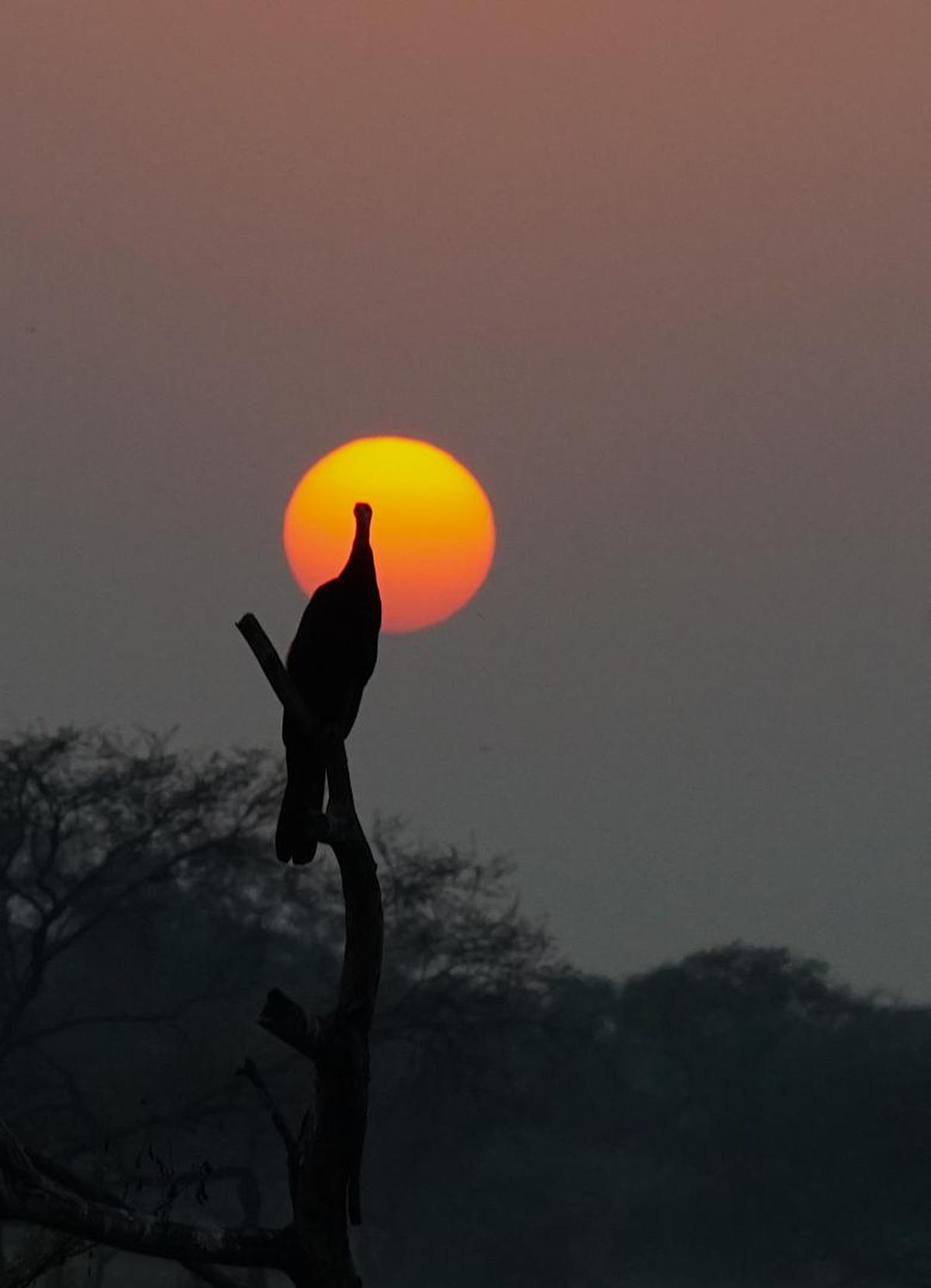 Image of Sky, Sunset, Sun, Horizon, Sunrise, Morning etc.