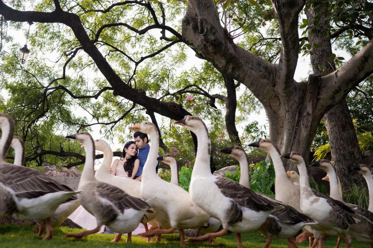 Image of Bird, Duck, Goose, Water bird, Ducks, geese and swans, Tree etc.