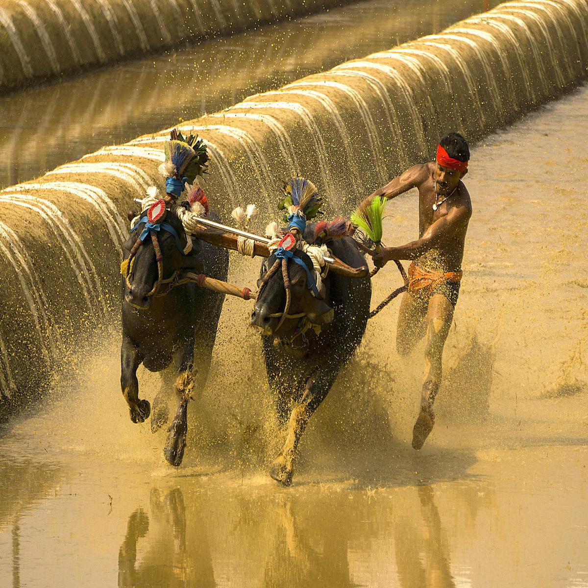 Image of Horse, Rein, Horse racing, Bridle, Water etc.