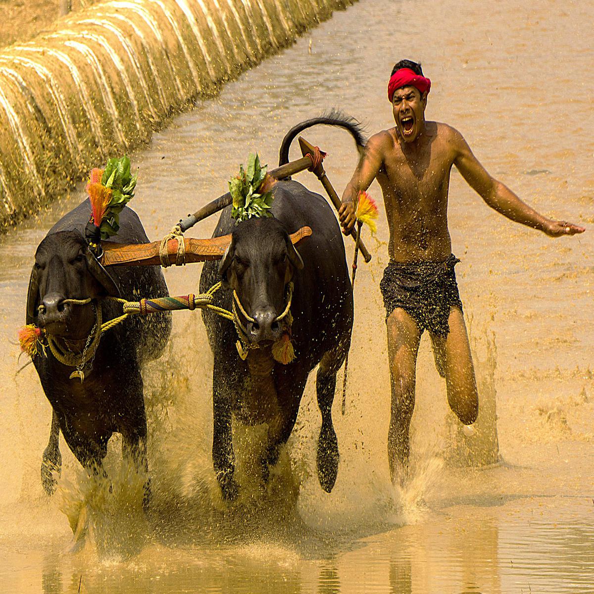 Image of Bovine, Working animal, Ox, Male, Vehicle, Water buffalo etc.