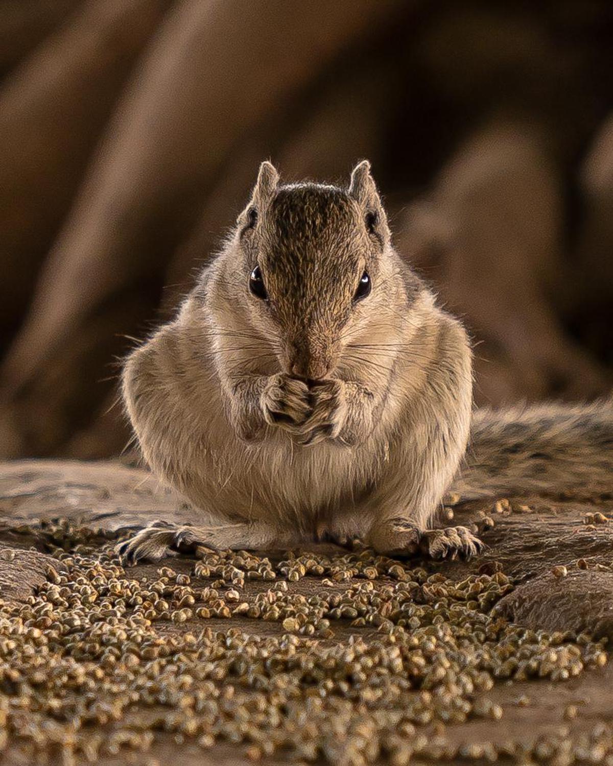 Image of Mammal, Vertebrate, Gerbil, Rodent, Whiskers, Wildlife etc.