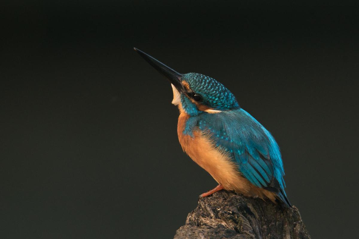 Image of Bird, Beak, Coraciiformes etc.