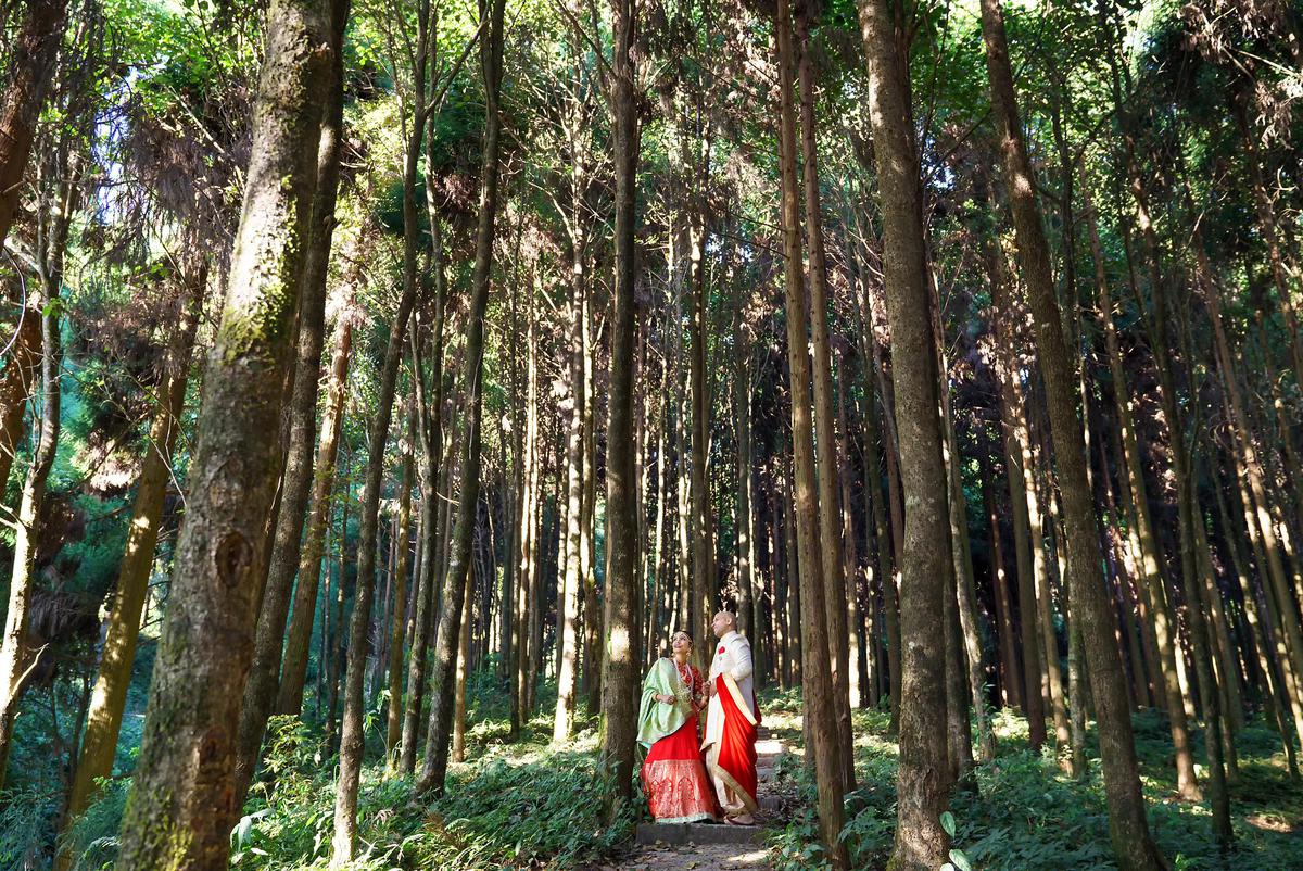 Image of Tree, People in nature, Forest, Natural environment, Grove, Woodland etc.