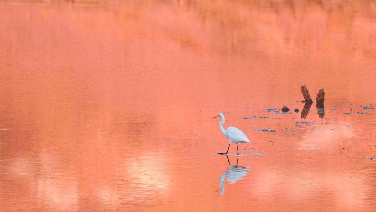 Image of Sky, Orange, Beak, Red, Pink, Bird etc.